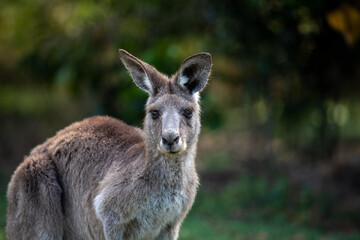 Grey Kangaroo, photo with negative space
