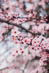 Spring blossoms. Tree branch with beautiful fresh pink flowers in full bloom, close up. Blooming sakura. Floral background.