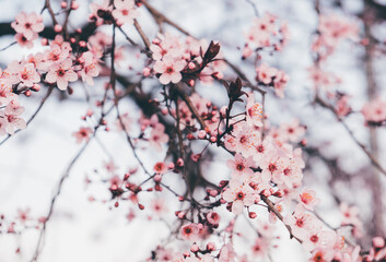 Spring blossoms. Tree branch with beautiful fresh pink flowers in full bloom, close up. Blooming sakura. Floral background.