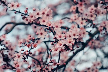 Spring blossoms. Tree branch with beautiful fresh pink flowers in full bloom, close up. Blooming sakura. Floral background.