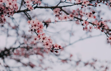 Spring blossoms. Tree branch with beautiful fresh pink flowers in full bloom, close up. Blooming sakura. Floral background.