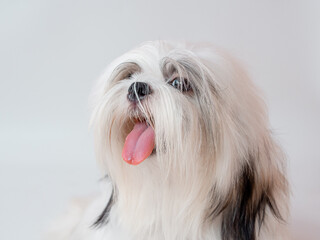 Shih Tzu puppy dog on white background