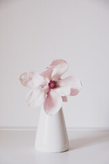 Beautiful fresh pastel pink magnolia flower in full bloom in vase against white background. Spring still life. Copy space for text.