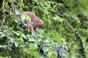 【東京】高尾山の森の中で食事中