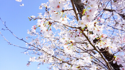 大分県日田市の桜