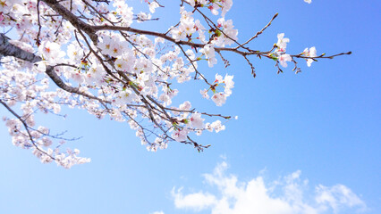 大分県日田市の桜