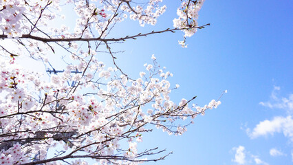 大分県日田市の桜