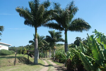 Fototapeta premium Palm trees on a road