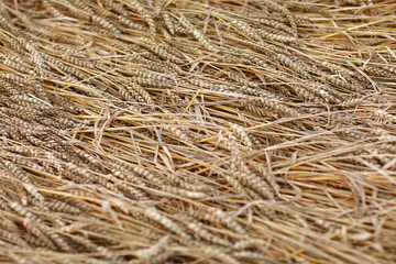golden spikelets of wheat in the field close up. Ripe large golden ears of wheat against the yellow background of the field. Close-up, nature. The idea of a rich summer harvest, farming