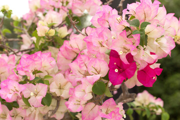 Blooming bougainvillea background. Light pink flowers.