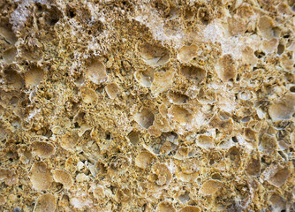 shell rock texture close up