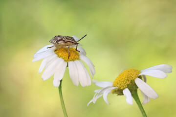 Chamomile looks beautiful on both blue and green background, and bug complements the picture well.