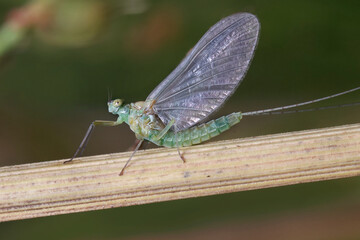 Macro of a small  mayfly resting on a blade of grass. 
Mayflies are characterized by a unique process for winged insects - molting of the winged form.
 - obrazy, fototapety, plakaty
