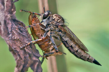 The robber fly (Asilidae) preys on various insects. 
The saliva of robber flies contains a strong poison, from which the captured insect instantly dies.
