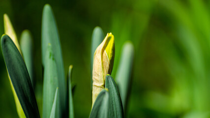 close up of a tulip