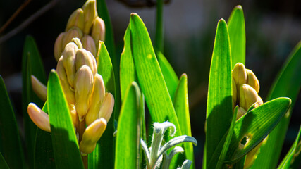 grass and flowers