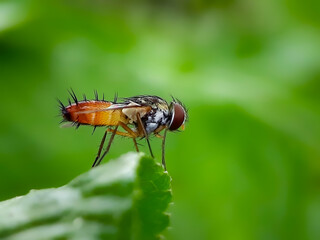 Very Unique Jungle Flies with spiked cover, blurred background image