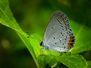 Fototapeta na wymiar Little Butterfly is perching on the leaves