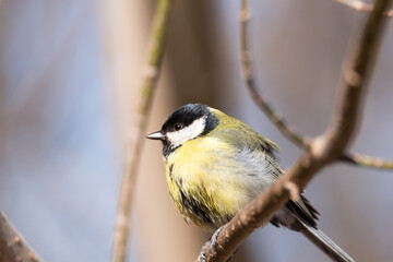 Great tit close up ( Parus major )...