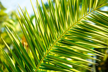 Coconut fresh, green leaf close up.