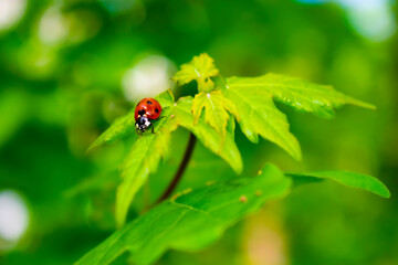 ladybug on the green foliage of a young flowering tree. the concept of blossoming in spring
