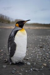 Obraz premium penguin on the beach