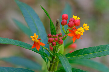 Milkweed flowers