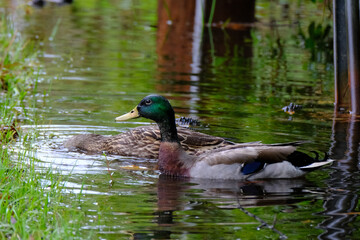 Mallard Drake