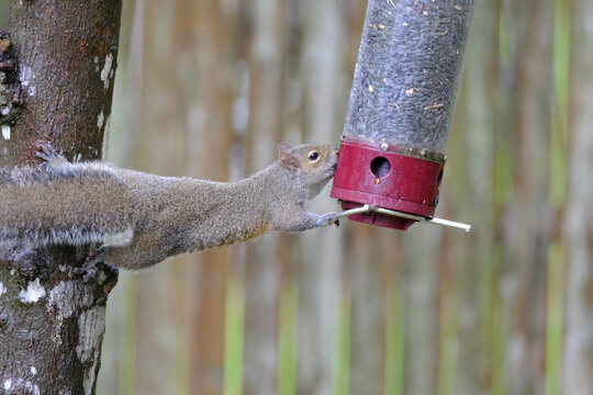 Seed stealing squirrel