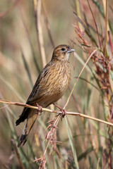 Non-breeding Long-tailed Widowbird, Pilanesberg National Park