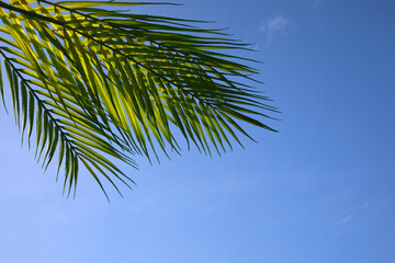 Palm sunday concept. Palm Leaf om blue sky background. Celebration entrance of Jesus into Jerusalem.