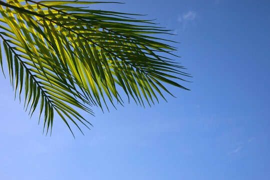 Palm sunday concept. Palm Leaf om blue sky background. Celebration entrance of Jesus into Jerusalem.