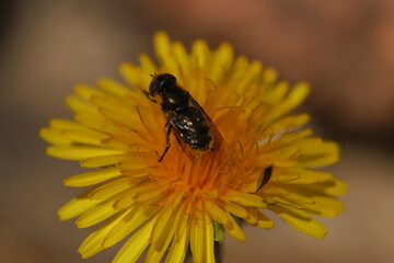 abeille fleur de pissenlit