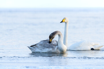 sibilant swan on the water close-up in early spring