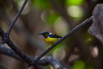 Brown - throated Sunbird
