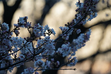 2022年　3月下旬　桜の風景
