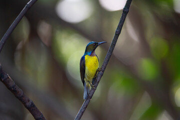 Brown - throated Sunbird