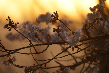 Fototapeta na wymiar 2022年　3月下旬　桜の風景