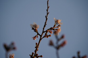 2022年　3月下旬　桜の風景