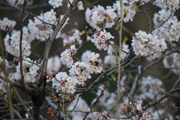 2022年　3月下旬　桜の風景