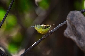 Brown - throated Sunbird