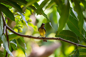Brown - throated Sunbird