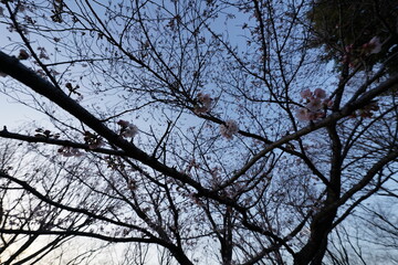 2022年　3月下旬　桜の風景