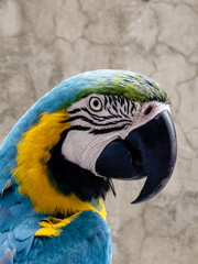 blue and yellow macaw