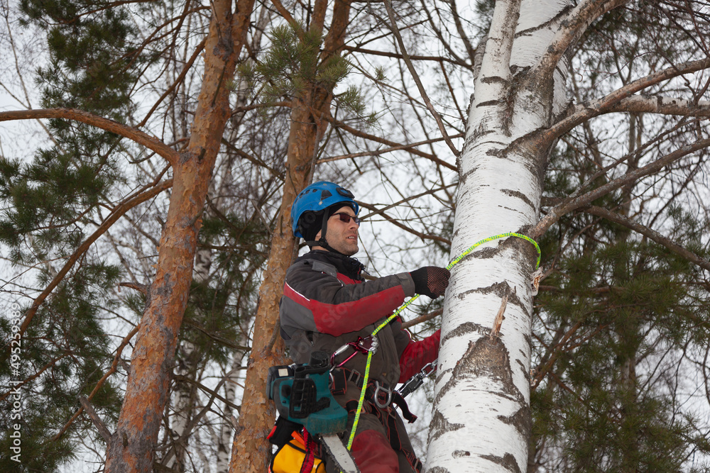 Poster tree surgeon. working with a chainsaw. sawing wood with a chainsaw.