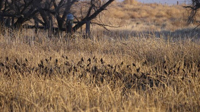 View of group of Eurasian bird species on dry grass. Black-headed Wagtail (Motacilla feldegg) group searching for insects in the grass.