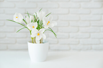 White crocus flower in a white pot on the background of a brick wall