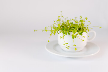 Microgreens in a white cup on a white background