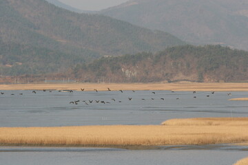 suncheon bay