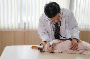 Veterinarian man using stethoscope examining a beagle breed dog on vet table in clinic